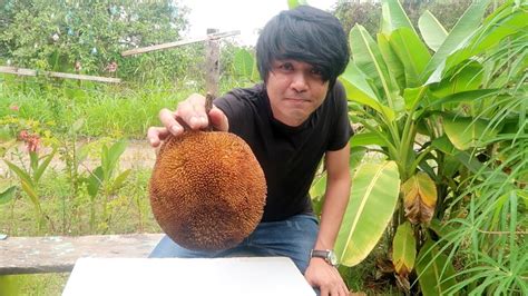 MAKAN BUAH TARAP !! SABAH - YouTube