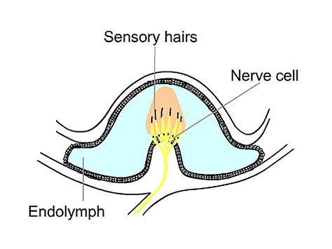 Ampulla – location, function