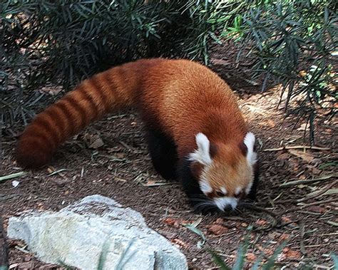 Red panda | Red panda, Singapore zoo, Panda