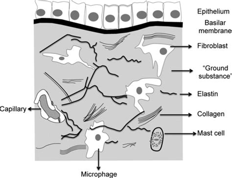 Extracellular matrix (ECM) and connective tissue. Figure shows an ...