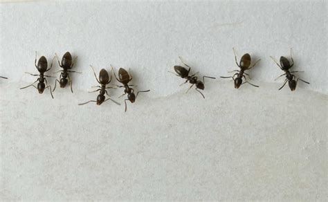 Identifying Common Ant Species in Minnesota | Rainbow Pest Experts