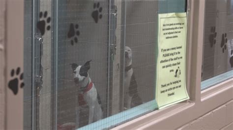 Maine animal shelters overcrowded amid high demand | newscentermaine.com