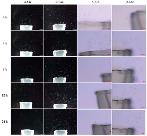 Control of Meloidogyne incognita in Three-Dimensional Model Systems and Pot Experiments by the ...