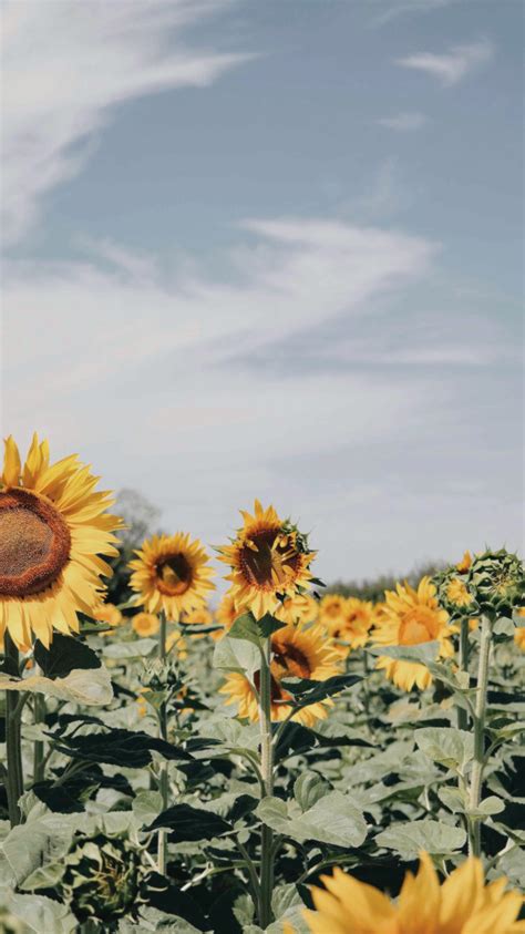 Pin on Lockscreen 3 | Sunflower wallpaper, Space iphone wallpaper, Tumblr wallpaper