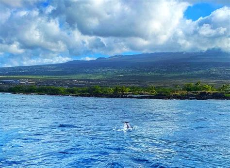 Kona Snorkel Trips (Kailua-Kona) - 2019 All You Need to Know BEFORE You ...