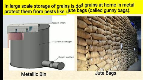 STORAGE OF FOOD GRAINS CLASS 8 SCIENCE CH.1 - YouTube