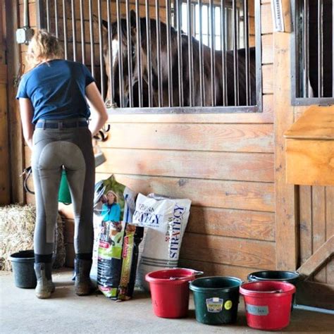 6 Common Horse Feed Additives | Purina Animal Nutrition