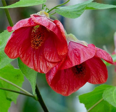 Flowering Maple Mix Abutilon hybridum - 30 Seeds