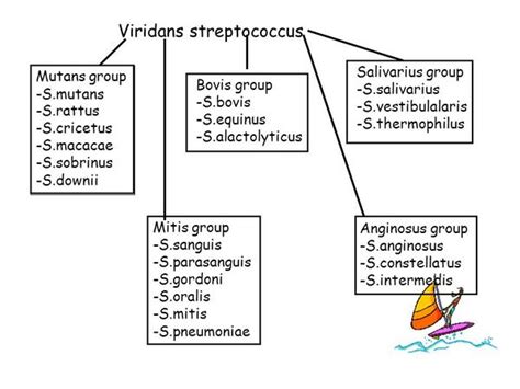 Viridans Group Streptococci: Clinical Syndromes - Bacterial Infections ...