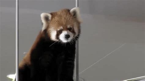 Red-Pandas GIFs - Find & Share on GIPHY