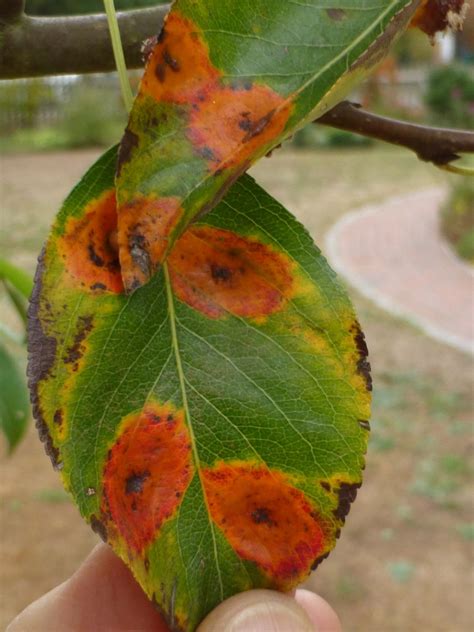 What causes the irregular, orange patches on the leaves of my pear tree? | Milner Gardens ...