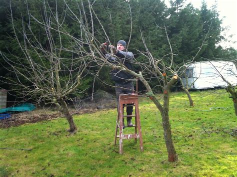 Chop Wood Carry Water Plant Seeds: Pruning Apple Trees