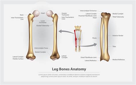 Human Anatomy Leg Bones with Detail Vector Illustration 641537 Vector Art at Vecteezy