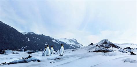 Tundra Land Biome Description and Characteristics