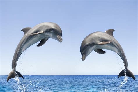 Dolphins Jumping Wallpapers - Wallpaper Cave