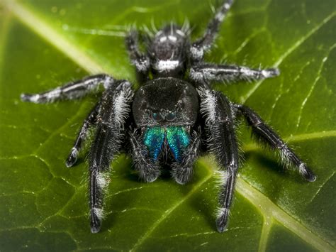 Jumping Spiders: Do They Bite? Are They Poisonous?