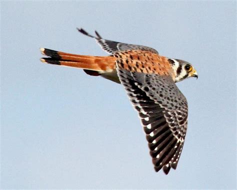 American Kestrel - Falco sparverius | Wildlife Journal Junior