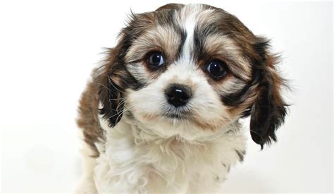 Cavachon Weight Chart | Cavachon Growth & Size Chart