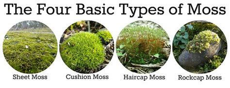 Basic Moss Type Chart | pretty,strange | Flickr