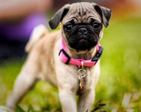 Puppy Pug | Pugs, Puppies, Cute animals