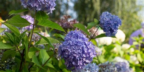 Blue Sunset Hydrangea Care: Everything You Need to Know