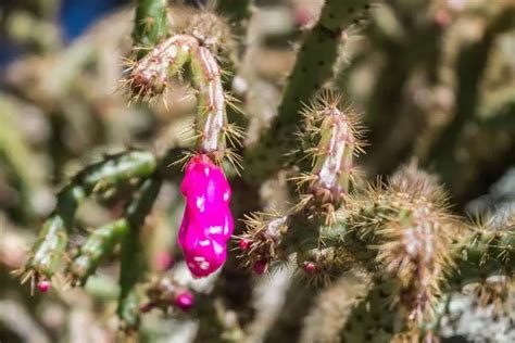 Schlumbergera Microsphaerica: Care And Propagation Guide