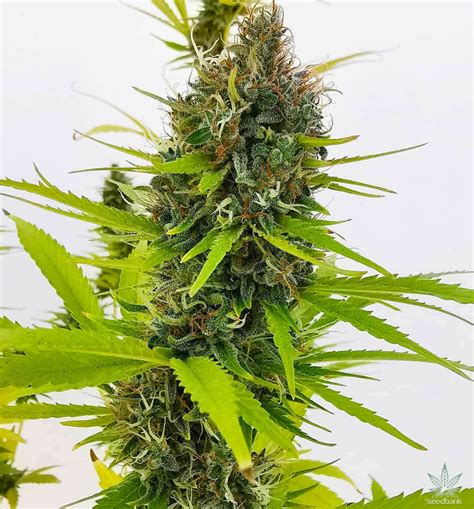 Northern Lights #5 Seeds | Feminized Northern Lights Cannabis Seeds