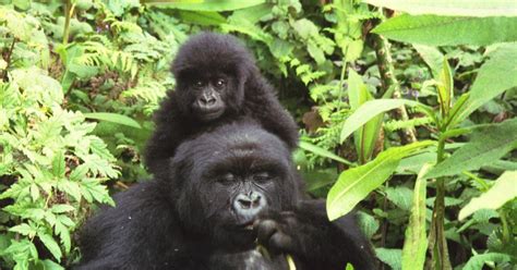 The Virunga Mountains: the last refuge of the mountain gorilla