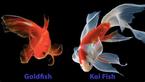 Goldfish & Koi Breeding Together: Truth or Tale? | Hepper