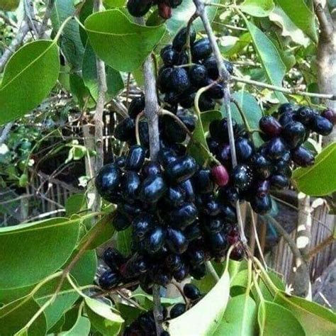 Seed Less Black Jamun Plant, Packaging Size: polly pack at Rs 60/piece in Barasat