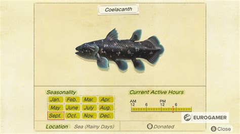 Animal Crossing Coelacanth: How to catch a Coelacanth in New Horizons | Eurogamer.net