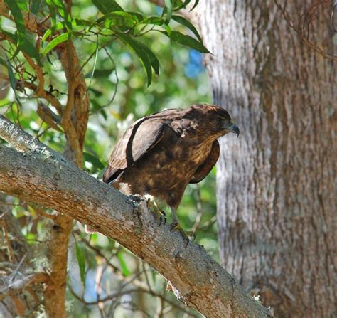 Hawaiian Hawk - BirdForum Opus | BirdForum