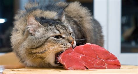 Raw Cat Food - How To Safely Feed Your Kitty A Raw Diet