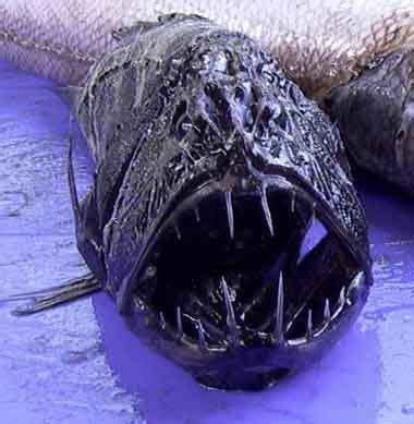 Fangtooth Fish Unusual Deep Sea |Fish| Salwater|Salmon|Deep Sea|Predators|Unique|Hias|Cupang|Hiu ...