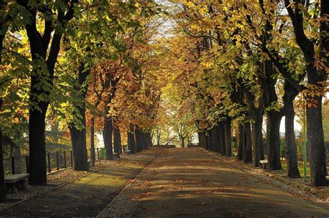 Tree Lined Street In Autumn Stock Image - Image of parkway, beautiful: 21445513