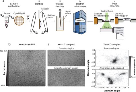 Figure 3 from Cryo-EM Studies of Pre-mRNA Splicing: From Sample Preparation to Model ...