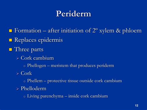 PPT - Secondary Growth in Stems (and Roots) PowerPoint Presentation, free download - ID:5924027