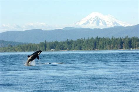 The Best Whale Watching Sites in Puget Sound You Don't Need a Boat For ...