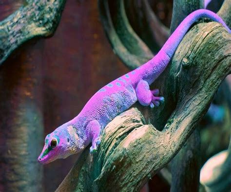 Leopard Gecko Purple