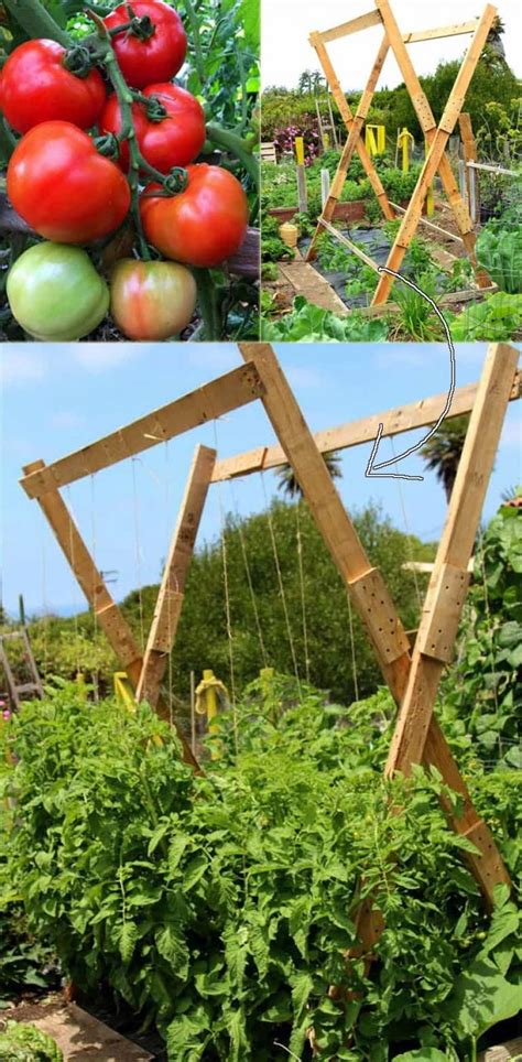 Best Ways to Building DIY Trellis for Veggies and Fruits | Diy garden trellis, Diy trellis ...