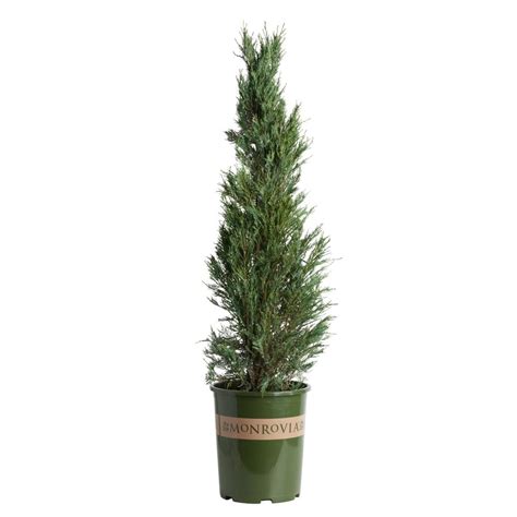 Skyrocket Juniper Shrubs at Lowes.com