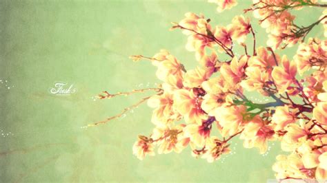 Cherry blossom HD wallpaper | Wallpaper Flare