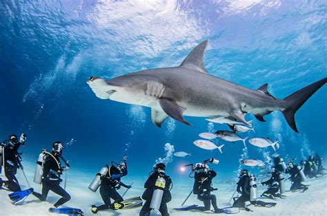 5 Best Place to Dive with Hammerhead Sharks - DivingPicks.com