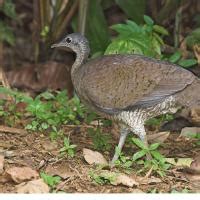 Great Tinamou (Tinamus major) | BirdNote