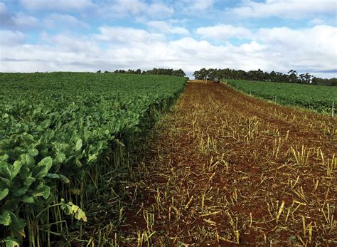 Introduction to Brassica | DLF Seeds Australia