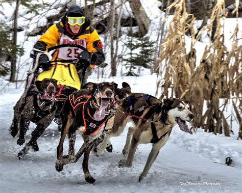 Wallpaper : dog like mammal, sled dog racing, mushing, sled dog, dog sled, snow, winter sport ...