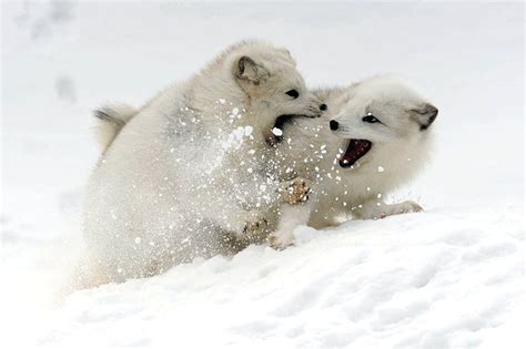 102 Stunning Winter Fox Photos That’ll Make You Fall In Love With Foxes | Pet fox, Arctic fox ...