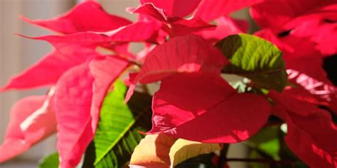 Why are my poinsettia leaves curling? To cold, under watered, over watered