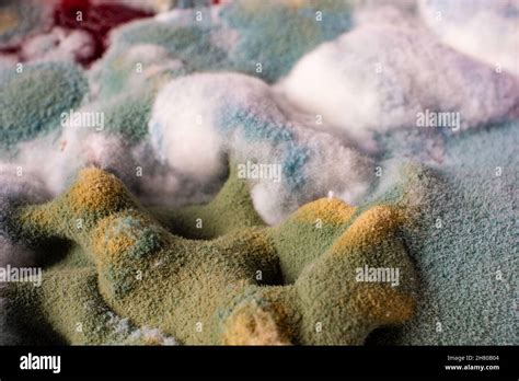 Dangerous mold on food Close up of mold on rotten fruit Stock Photo - Alamy