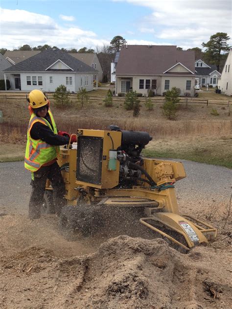 Stump Grinding – Pine Barrens Tree